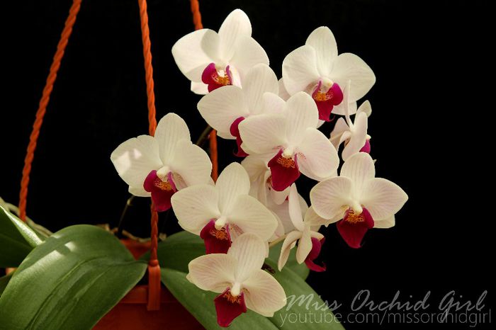 Phalaenopsis Little Gem Stripes