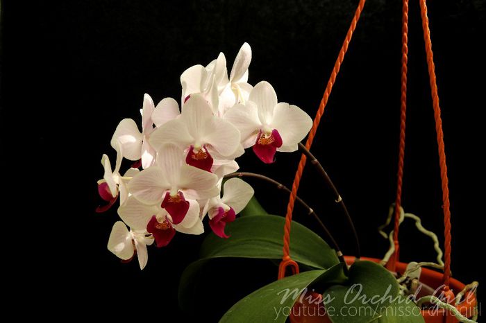Phalaenopsis Little Gem Stripes