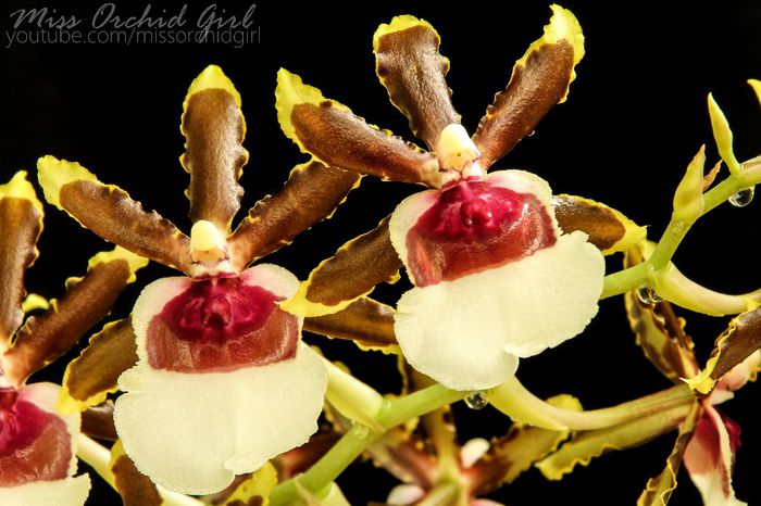 Miltonidium Painter Delight