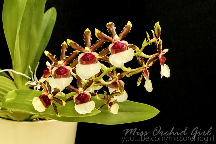 Miltonidium Painter Delight