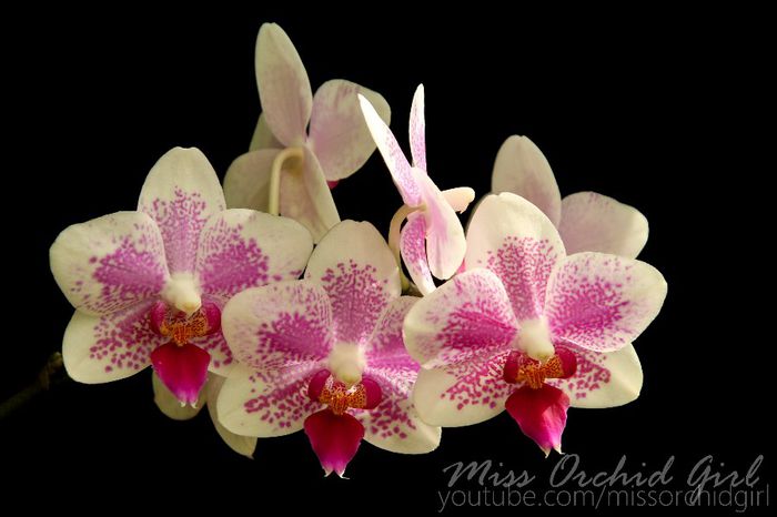 Phalaenopsis Hybrid
