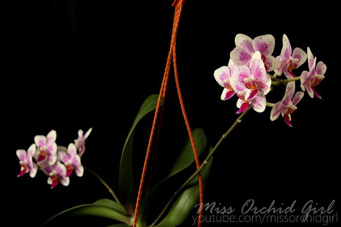 Phalaenopsis Hybrid