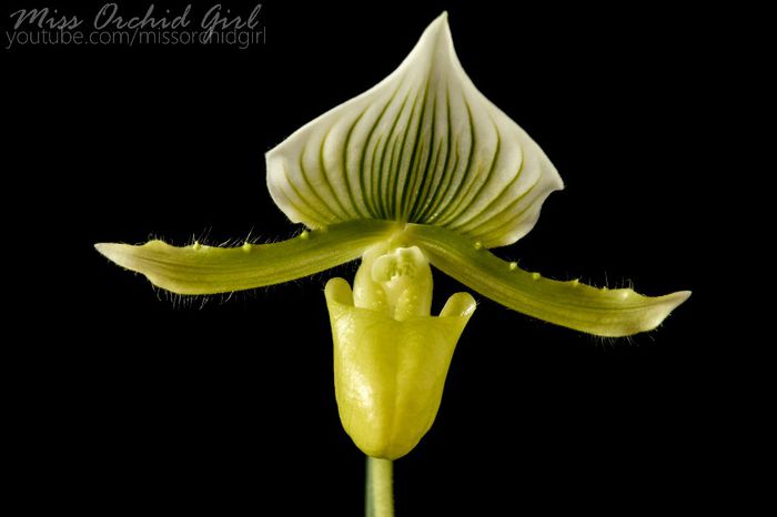 Paphiopedilum Maudiae Green