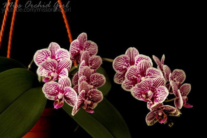 Phalaenopsis Little Zebra