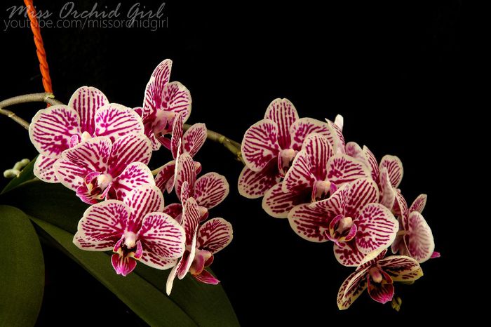 Phalaenopsis Little Zebra