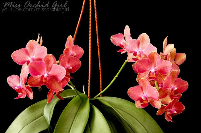 Phalaenopsis Hybrid