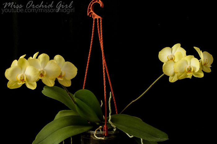 Phalaenopsis Golden Jaguar