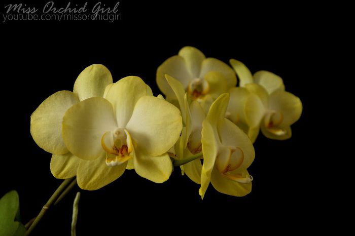 Phalaenopsis Golden Jaguar