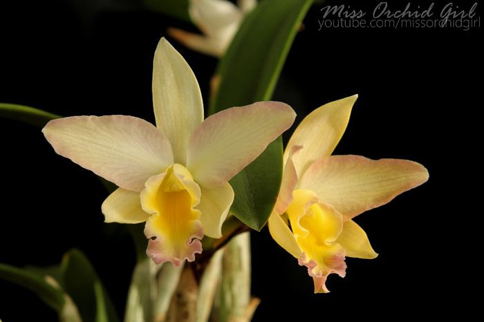 Cattleya Hybrid