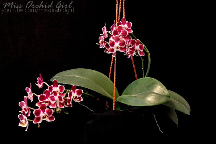Phalaenopsis Sogo Lovely
