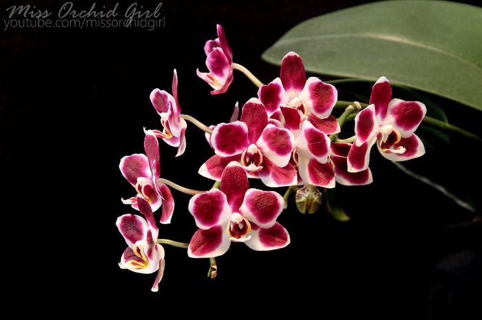 Phalaenopsis Sogo Lovely
