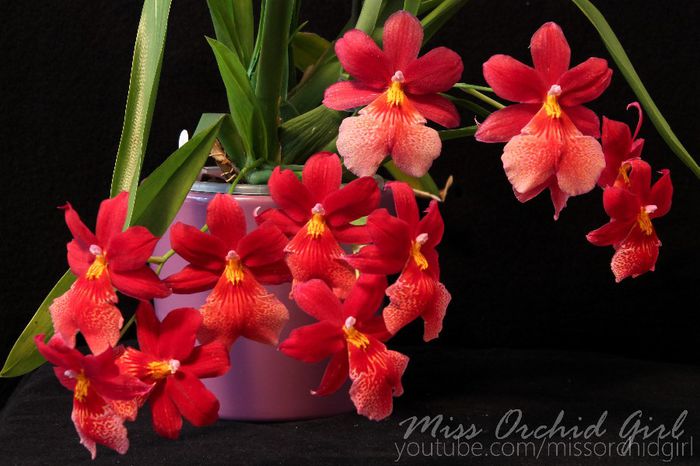 Oncidopsis (Burrageara) Nelly isler