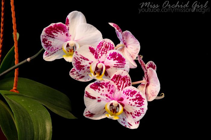 Phalaenopsis Hybrid