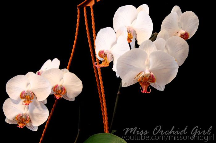 Phalaenopsis Hybrid