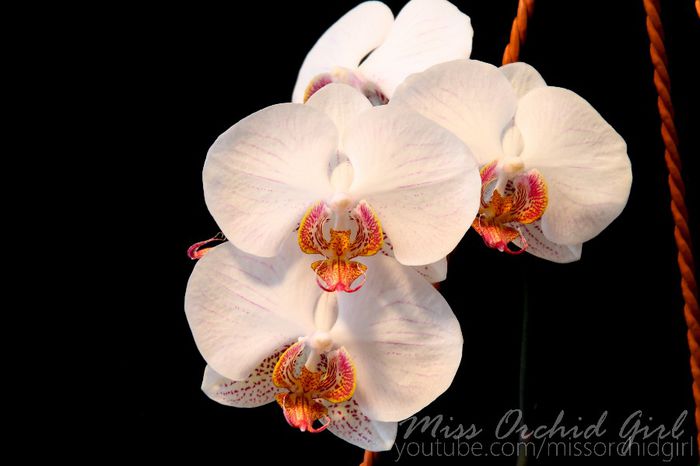 Phalaenopsis Hybrid