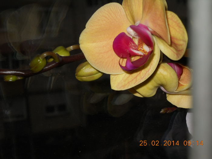 018 - FEBRUARIE 2014