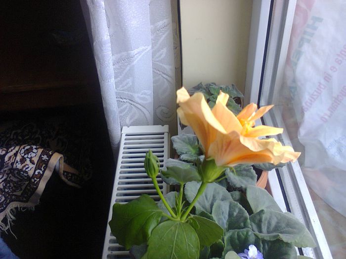 minunatia mea a inflorit din nou