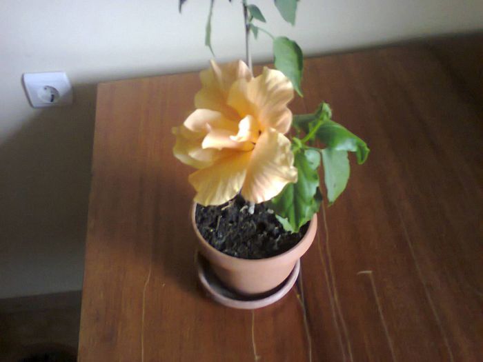 frumuselul meu a inflorit a3a oara