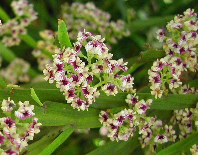 14781_329766033794645_144106220_n - Magia florilor