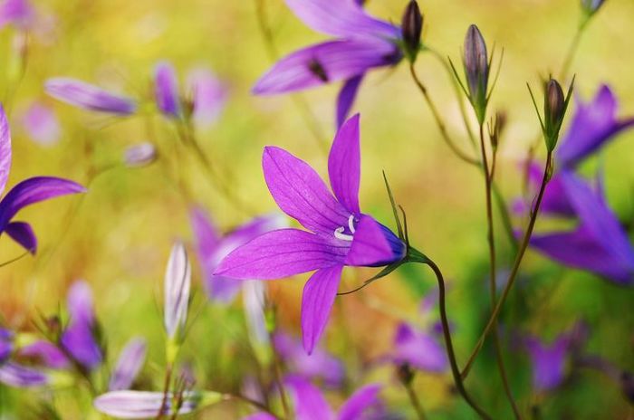 15918_314769125294336_651643435_n - Magia florilor