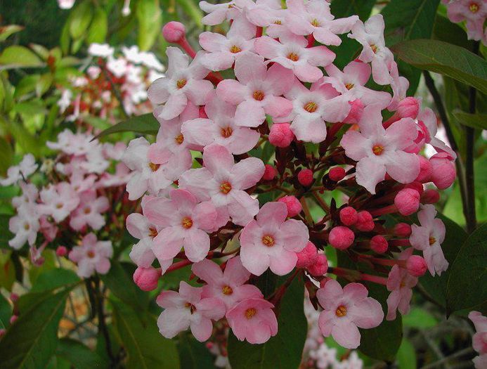 19190_325254514245797_631025308_n - Magia florilor