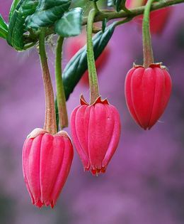 19495_323220051115910_1265468971_n - Magia florilor