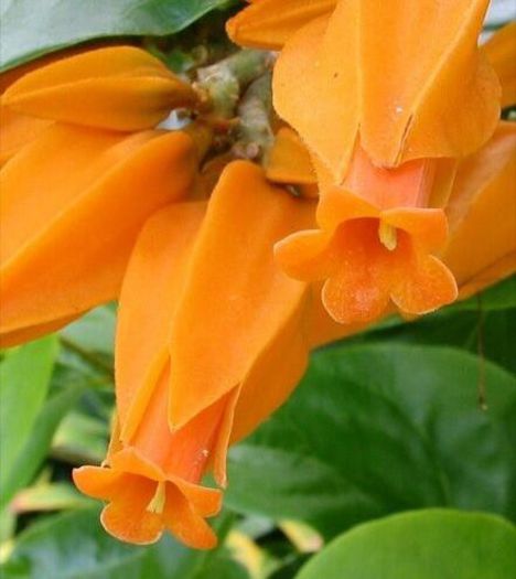 34992_363173830453865_1996657876_n - Magia florilor