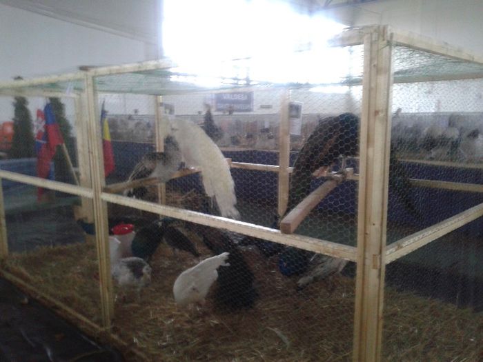 Fotografie-0040 - Expo Ludus 2014  si Brasov 2014