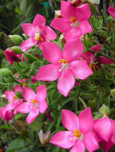 45545_326101330827782_2134374943_n - Magia florilor