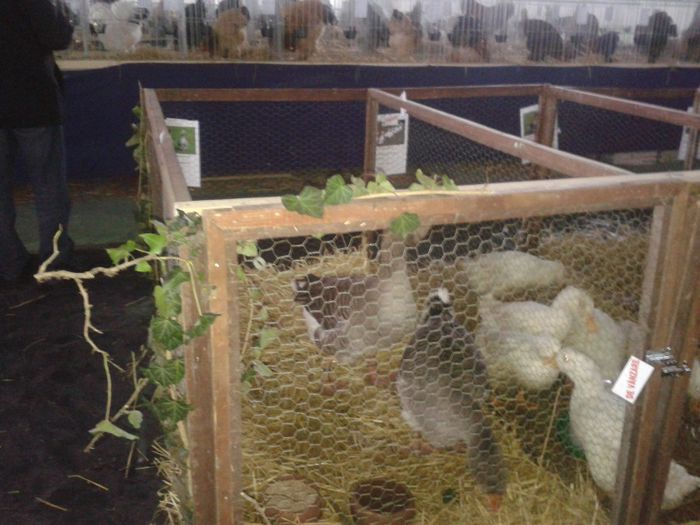 Fotografie-0041 - Expo Ludus 2014  si Brasov 2014