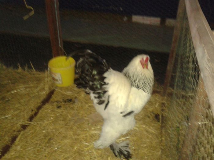 Fotografie-0042 - Expo Ludus 2014  si Brasov 2014