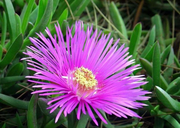 65019_310079629096619_393948879_n - Magia florilor