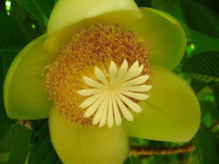 71411_362576460513602_1694400326_n - Magia florilor