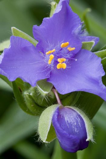 71613_394268284011086_1720452705_n - Magia florilor