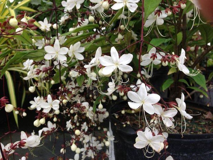 148229_472095292895051_1628667855_n