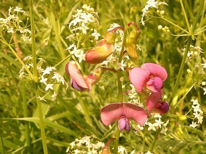 154468_314760748628507_623922039_n - Magia florilor