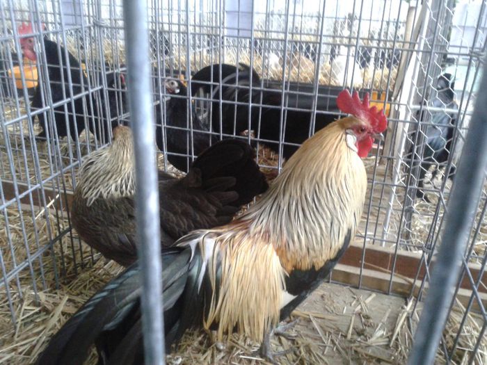 Fotografie-0046 - Expo Ludus 2014  si Brasov 2014