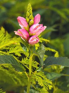 375512_311092138995368_732774973_n