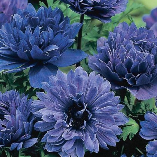 406065_320171864754062_388711719_n - Magia florilor