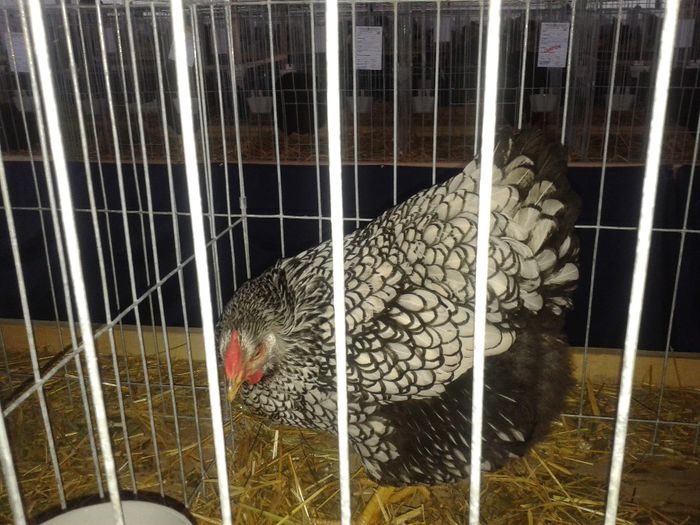 Fotografie-0048 - Expo Ludus 2014  si Brasov 2014