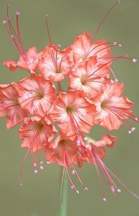 420662_362864087151506_1134506148_n