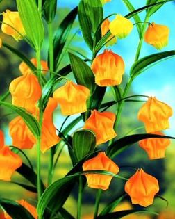 524840_364946460276602_11875823_n - Magia florilor