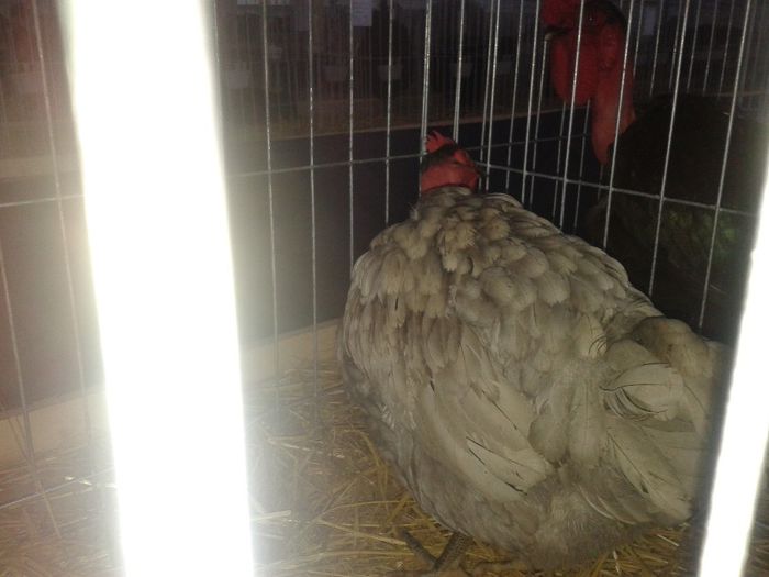 Fotografie-0050 - Expo Ludus 2014  si Brasov 2014