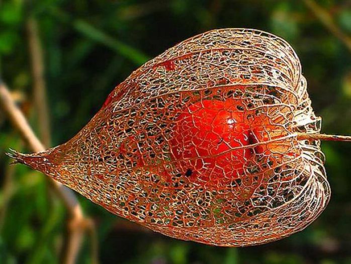 529209_468855736552340_2033869665_n - Magia florilor