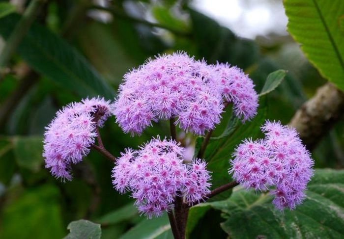 532623_310085155762733_1401983923_n