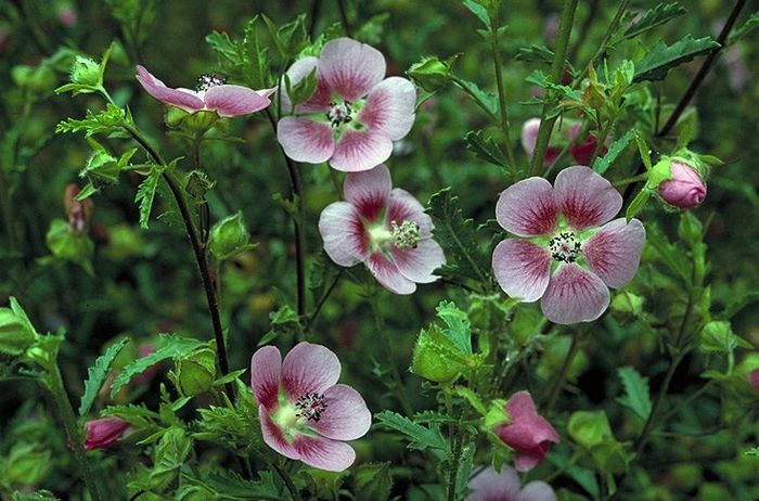 537366_323239264447322_685952338_n