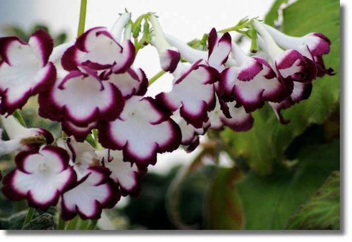 537851_451997688238145_1689436316_n