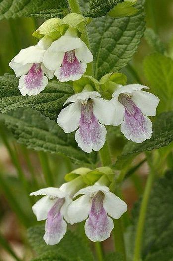 539190_439847559453158_476120436_n