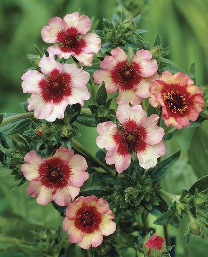 539813_362431690528079_1144732755_n