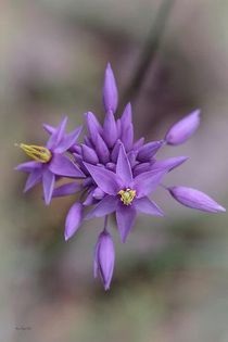 540726_359908700780378_2050254325_n